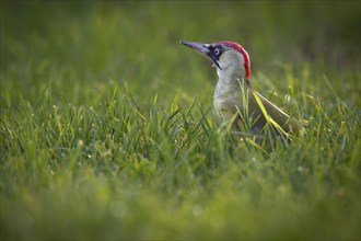 Green woodpecker (Picus viridis), young bird foraging in meadow, Rosensteinpark, Stuttgart,