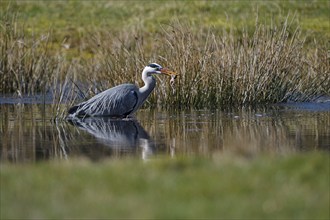 Grey heron (Ardea cinerea), hunting, with captured Common Frog, Dingdener Heide nature reserve,