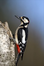 Great spotted woodpecker (Dendrocopos major), male, Dingdener Heide nature reserve, North