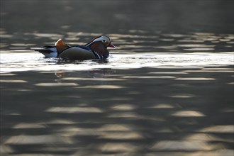 Mandarin duck (Aix galericulata), male in splendour, in the water, Heiligenhaus, North