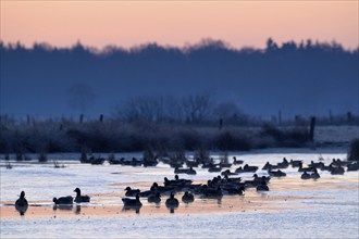 White-fronted Goose (Anser albifrons), at roost, in front of sunrise, dusk, morning, Dingdener