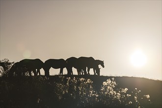 Horses standing in a meadow, herd of horses, warmbloods, morning light, summer, backlight,