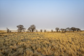 Yellow grass and leafless trees at a dry salt pan, African savannah, Nxai Pan National Park,