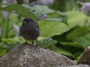 A black redstart chickadee (Phoenicurus ochruros) sitting on a stone, garden, Upper Franconia,