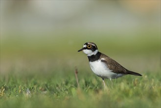 Little Ringed Plover (Charadrius dubius), Austria, Europe