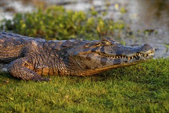 Yacare caiman (Caiman yacare), near Cambyretá, Esteros del Iberá, Corrientes Province, Argentina,