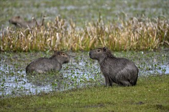 Capybaras (Hydrochoerus hydrochaeris), Cambyretá, Esteros del Iberá, Corrientes Province,