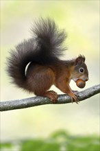 Squirrel with hazelnut, Northumberland National Park, Eurasian red squirrel (Sciurus vulgaris),