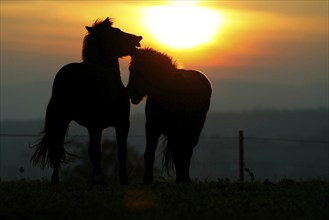 Islandic Horses at sunset, Icelandic ponies at sunset, Icelanders