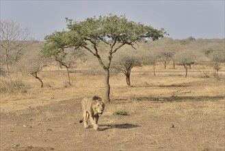 Asiatic Lion (Panthera leo persica), male, Gir Interpretation Zone, Gir Forest National Park, Gir