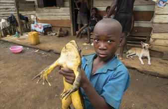 Boy holding a goliath frog (Conraua goliath), Mangamba in Nkongsamba, Littoral Province, Cameroon,