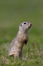 European souslik, European ground squirrel, European suslik (Citellus european ground squirrel