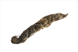 Stoat (Mustela erminea) Close-up of faeces with bone fragments and hair on white background