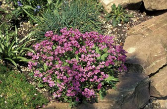 Rockcress (Arabis caucasica)