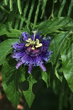 Maypop (Passiflora incarnata), Arizona, USA, Passion Flower, Passion Vine Flower, North America