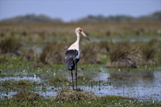 Maguari stork (Ciconia maguari), Cambyretá, Esteros del Iberá, Corrientes Province, Argentina,