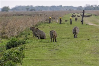 Capybaras (Hydrochoerus hydrochaeris), Cambyretá, Esteros del Iberá, Corrientes Province,