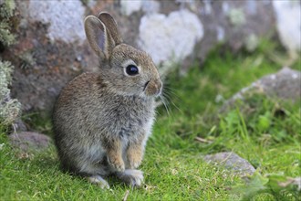 Wild rabbit ( Oryctolagus cunniculus) , Scotland