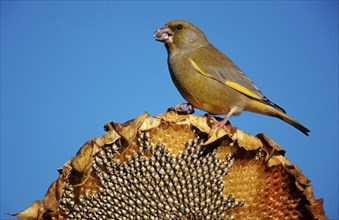 Greenfinch (Carduelis chloris) on sunflower, Lower Saxony, Germany, finches, Europe