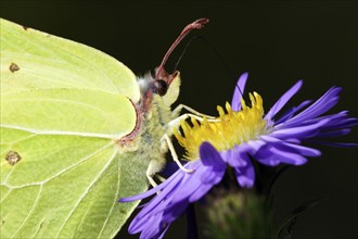 Brimstone (Gonepteryx rhamni), Lower Saxony, Germany, side, Europe