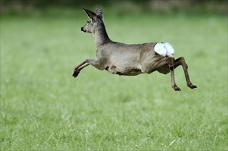 European roe deer (Capreolus capreolus), doe, free-ranging