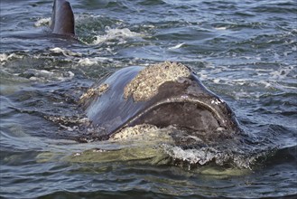 Southern Right Whale (Eubalaena australis), South Africa (Balaena glacialis australis)