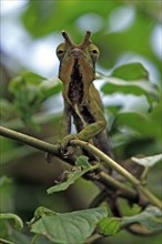 Two-banded chameleon (Furcifer balteatus), male, Magadascar