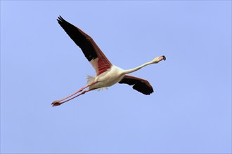 Pink flamingo, Camargue, Provence, South of France (Phoenictopterus ruber roseus), releasable