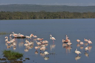 Lesser Flamingo (Phoenicopterus minor), flock of flamingoes in Lake Nakuru, Lake Nakuru National