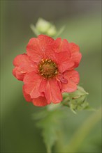 Avens (Geum coccineum)