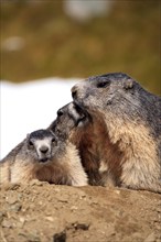 Alpine Marmot (Marmota marmota) with youngs, Grossglockner, national park Upper Tauern, Austria,