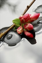 Chaenomeles japonica (Chaenomeles japonica), branch with flowers on stones in water, plum blossoms,