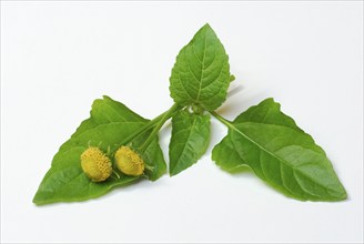 Paracress (Spilanthes oleracea) (Acmella oleracea), tingling button, toothache plant