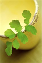 Maidenhair Fern (Adiantum raddianum)