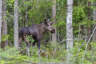 Eurasian elk (Alces alces), Dovrefjell–Sunndalsfjella National Park, Norway, Europe