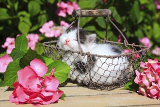 House cat, kitten, 3 weeks, in wire basket