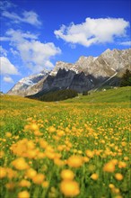 Tall buttercup ( Ranunculus acris) Alpstein massif with Säntis, Appenzell, Switzerland, Europe