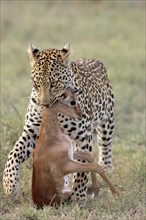 Leopard (Panthera pardus), female carrying prey, Sabie Sand Game Reserve, South_Africa