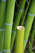 Bamboo, bamboo trunks, bamboo canes, bamboo stalks, hollow