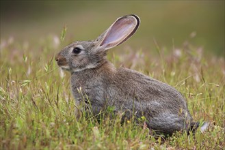 Wild rabbit, Oryctolagus cuniculus, Spain, Europe