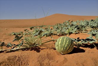 Desert melon in front of a dune, Bayuda Desert, asch-Schamaliyya, Sudan, Africa