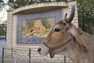 Cattle in front of a lion picture, Asiatic Lion, outside the headquarters of the Forestry