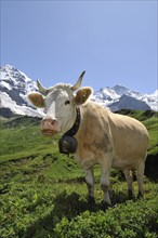 Portrait of a brown domestic cattle (Bos taurus) with cowbell in a meadow, Swiss Alps, Switzerland,