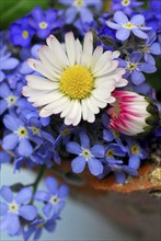 Common daisy (Bellis perennis) and forget-me-not (Myosotis sylvatica), memorial