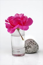 Camellia (Camellia japonica) in glass and stone