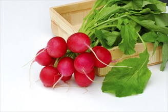 Radish (Raphanus sativus var. sativus)