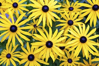 Black-eyed Susan (Rudbeckia fulgida), Cone flower