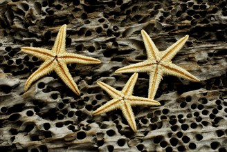 Dried starfish on driftwood