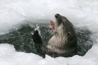 Canadian Otter (Lutra canadensis), Kanadischer Fischotter /