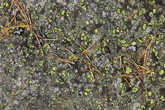 Pine needles, Switzerland, Europe